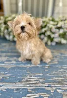Bullion, a male Yorkshire Terrier for sale in Danville, CA – 7 of 7