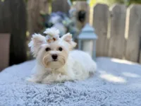 Comet, a male Yorkshire Terrier for sale in Danville, CA – 3 of 10