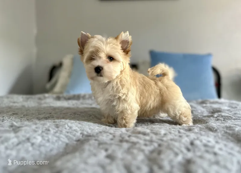 Auri – Yorkshire Terrier puppy for sale in Danville, CA