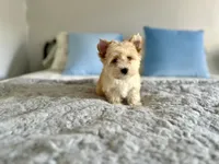 Auri, a female Yorkshire Terrier for sale in Danville, CA – 7 of 7