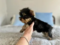 Fig, a male Yorkshire Terrier for sale in Danville, CA – 4 of 4