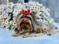 Hot chocolate , a male Yorkshire Terrier for sale in Danville, CA – 1 of 10