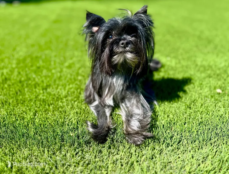 Schnitzel  – Yorkshire Terrier puppy for sale in Danville, CA