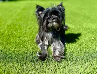 Schnitzel , a female Yorkshire Terrier for sale in Danville, CA – Photo 1 of 4