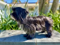 Schnitzel , a female Yorkshire Terrier for sale in Danville, CA – Photo 3 of 4