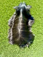 Schnitzel , a female Yorkshire Terrier for sale in Danville, CA – Photo 4 of 4