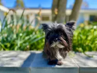 Schnitzel , a female Yorkshire Terrier for sale in Danville, CA – Photo 2 of 4