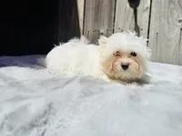 Comet, a male Yorkshire Terrier for sale in Danville, CA – 7 of 9