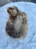 Hot chocolate , a male Yorkshire Terrier for sale in Danville, CA – 8 of 10