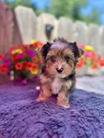 Aspen, a male Yorkshire Terrier for sale in Danville, CA – 3 of 9