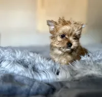 Cider, a male Yorkshire Terrier for sale in Danville, CA – Photo 8 of 8