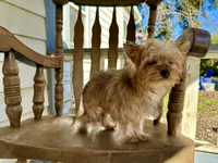 Cider, a male Yorkshire Terrier for sale in Danville, CA – Photo 6 of 7