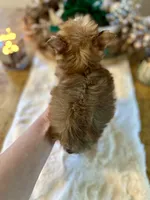 Cider, a male Yorkshire Terrier for sale in Danville, CA – Photo 5 of 8