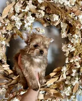 Cider, a male Yorkshire Terrier for sale in Danville, CA – Photo 1 of 8