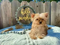 Cider, a male Yorkshire Terrier for sale in Danville, CA – Photo 7 of 7