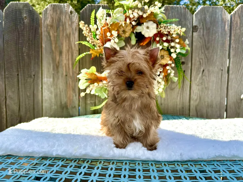 Cider – Yorkshire Terrier puppy for sale in Danville, CA