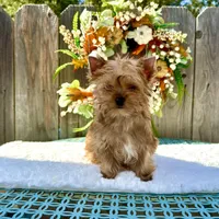 Cider, a male Yorkshire Terrier for sale in Danville, CA – Photo 1 of 7