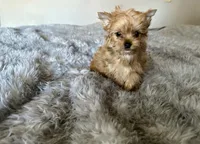 Cider, a male Yorkshire Terrier for sale in Danville, CA – Photo 7 of 8