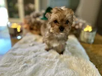 Cider, a male Yorkshire Terrier for sale in Danville, CA – Photo 3 of 8