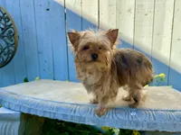Cider, a male Yorkshire Terrier for sale in Danville, CA – Photo 4 of 7