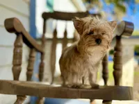 Cider, a male Yorkshire Terrier for sale in Danville, CA – Photo 3 of 7
