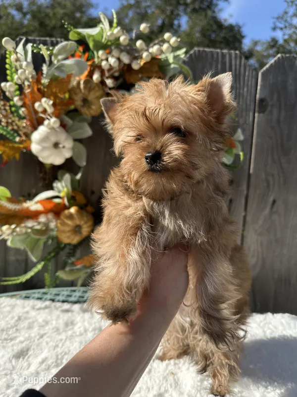 Cider – Yorkshire Terrier puppy for sale in Danville, CA