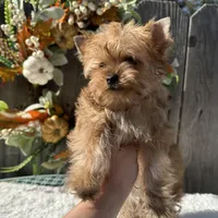 Cider, a male Yorkshire Terrier for sale in Danville, CA – Photo 2 of 7