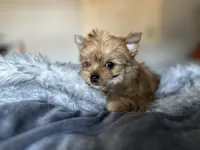 Cider, a male Yorkshire Terrier for sale in Danville, CA – Photo 6 of 8