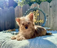 Cider, a male Yorkshire Terrier for sale in Danville, CA – Photo 5 of 7