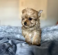 Cider, a male Yorkshire Terrier for sale in Danville, CA – Photo 2 of 8