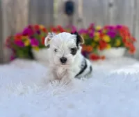 Luna, a female Yorkshire Terrier for sale in Danville, CA – Photo 3 of 9