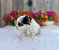 Luna, a female Yorkshire Terrier for sale in Danville, CA – Photo 4 of 9