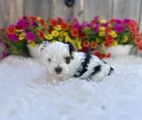 Luna, a female Yorkshire Terrier for sale in Danville, CA – Photo 5 of 9