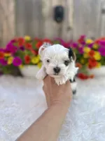 Luna, a female Yorkshire Terrier for sale in Danville, CA – Photo 7 of 9