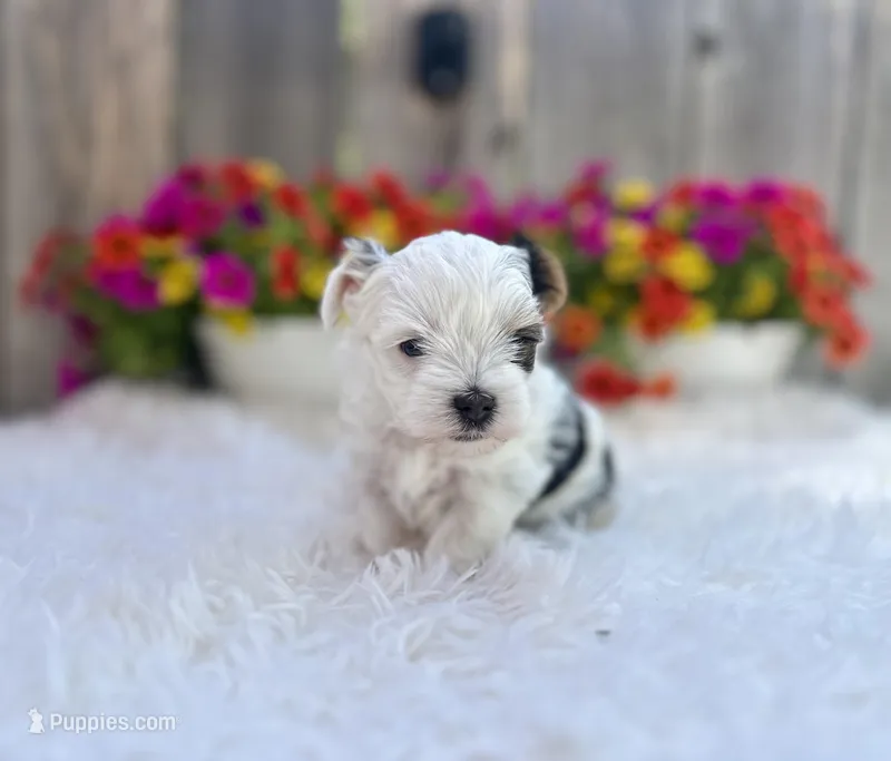Luna – Yorkshire Terrier puppy for sale in Danville, CA