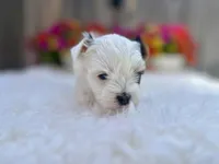 Luna, a female Yorkshire Terrier for sale in Danville, CA – Photo 8 of 9