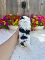 Luna, a female Yorkshire Terrier for sale in Danville, CA – Photo 6 of 9