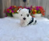 Luna, a female Yorkshire Terrier for sale in Danville, CA – Photo 9 of 9