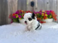 Luna, a female Yorkshire Terrier for sale in Danville, CA – Photo 2 of 9