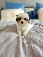 Havel, a female Yorkshire Terrier for sale in Danville, CA – 6 of 7