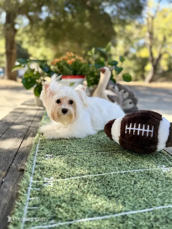 Reduced this weekend  – Yorkshire Terrier puppy for sale in Danville, CA