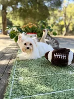 Comet , a male Yorkshire Terrier for sale in Danville, CA – 1 of 10