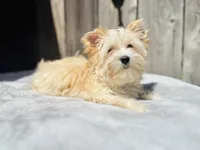 Auri, a female Yorkshire Terrier for sale in Danville, CA – 3 of 6