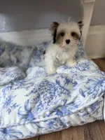 Havel, a female Yorkshire Terrier for sale in Danville, CA – 3 of 7