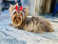 Hot chocolate , a male Yorkshire Terrier for sale in Danville, CA – 2 of 10