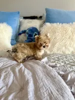 Oliver , a male Yorkshire Terrier for sale in Danville, CA – 2 of 5