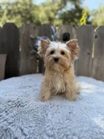 REDUCED Bullion, a male Yorkshire Terrier for sale in Danville, CA – 2 of 7