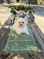 Comet , a male Yorkshire Terrier for sale in Danville, CA – 4 of 10