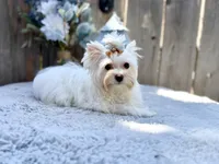 Comet, a male Yorkshire Terrier for sale in Danville, CA – 4 of 10