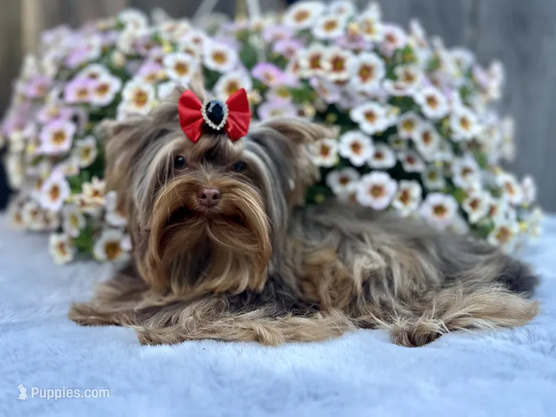 Hot chocolate  – Yorkshire Terrier puppy for sale in Danville, CA